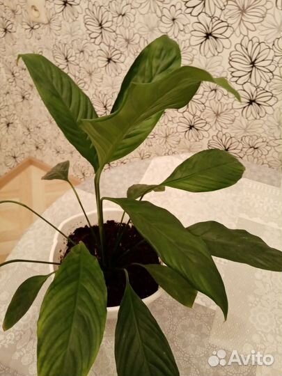 Спатифиллум