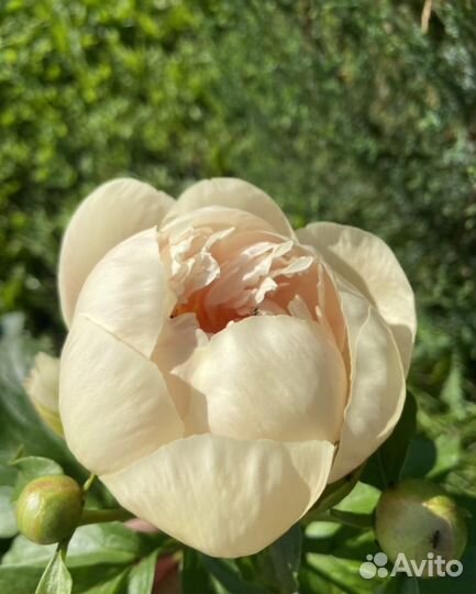 Пион pastelegance (Пастельэлеганс)