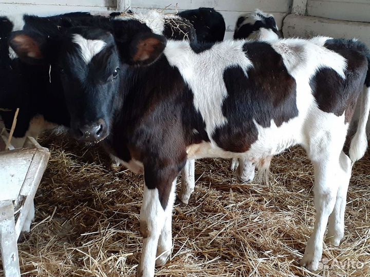 Бычки черно-пестрые для доращивание