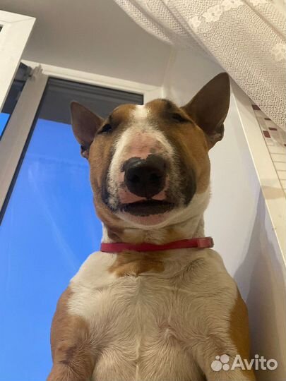 Зоотакси спб