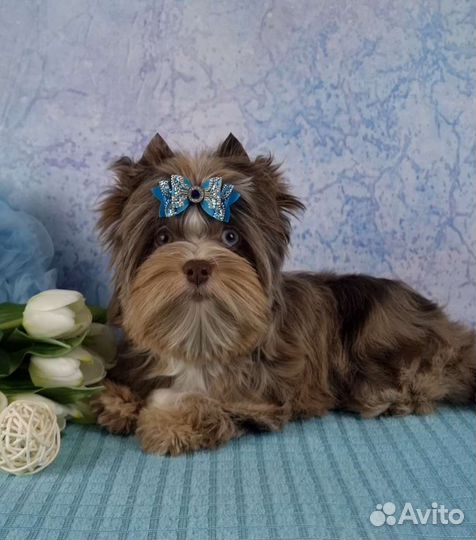 Эксклюзивная девочка Шокомерле с голубым глазиком