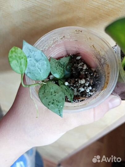 Хойя дисхидии