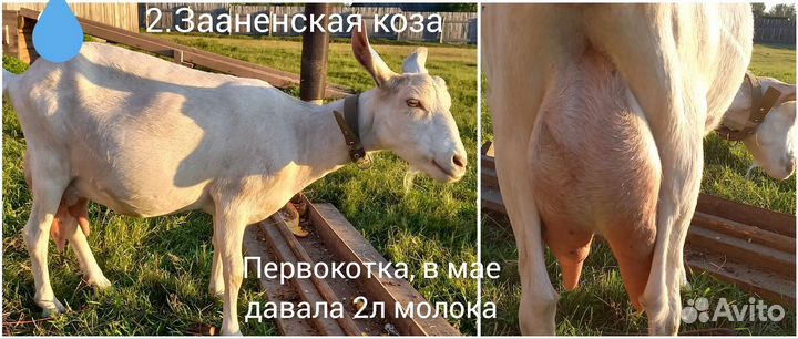 Зааненские козы