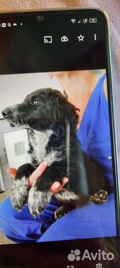 Метисы спаниеля в добрые руки