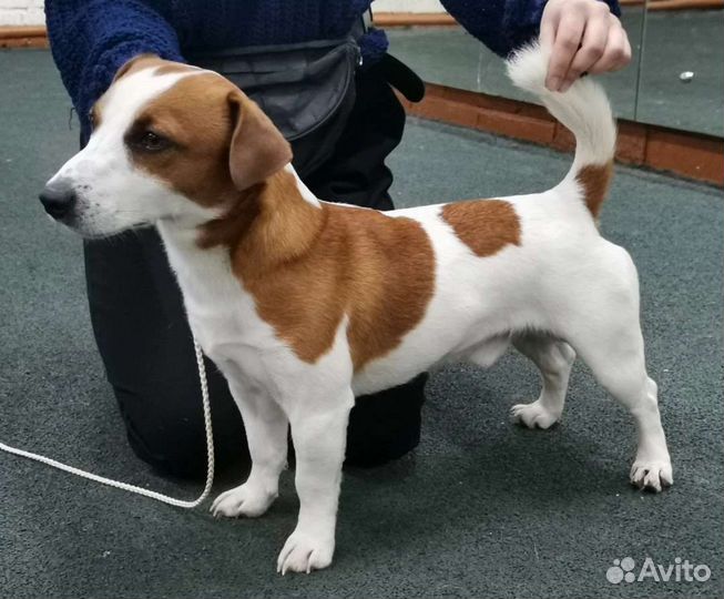 Вязка собак