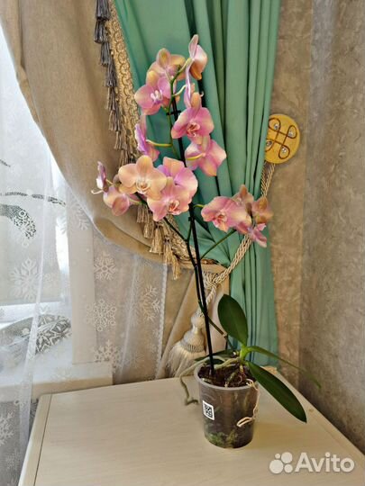 Орхидея