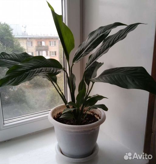 Спатифиллум