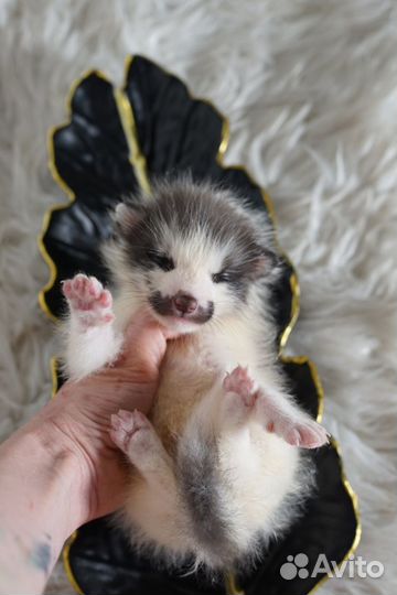 Продам щенков