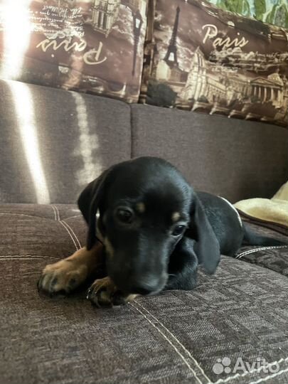 Щенки таксы