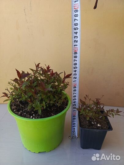 Спирея японская 