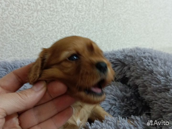 Кавапу девочки