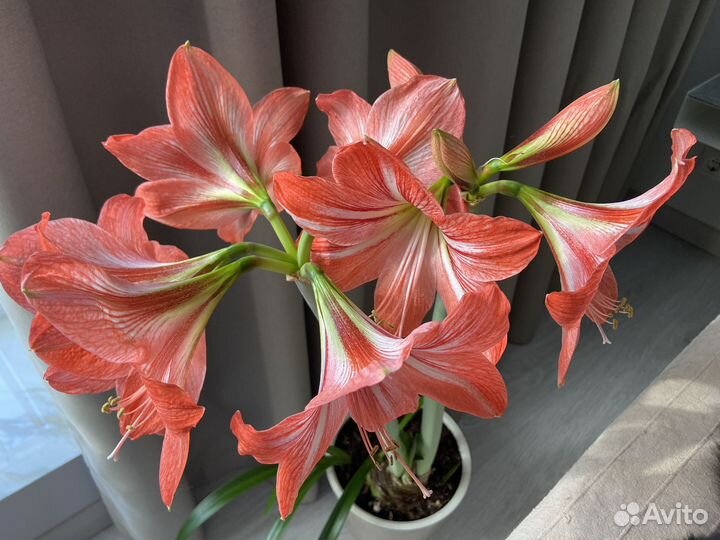 Гиппиаструм