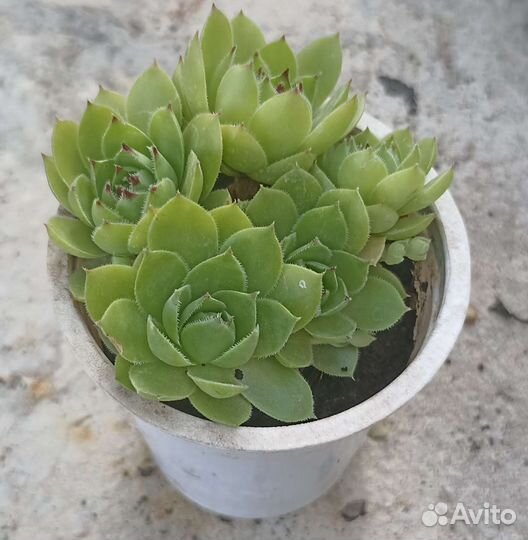 Суккуленты