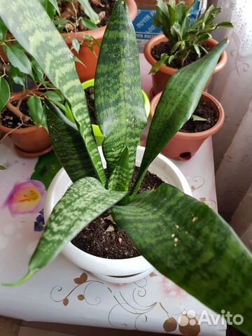 Щучий хворст по народному