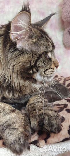 Вязка кошки мейн-кун