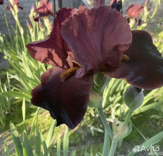 Ирис, лилейник японский(сортовые), лилии