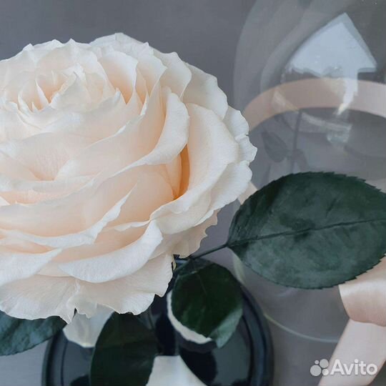 Розы в колбе в ассортименьте