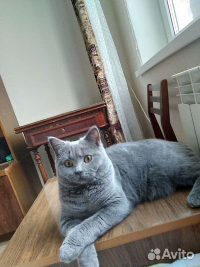 Кошечка в добрые руки