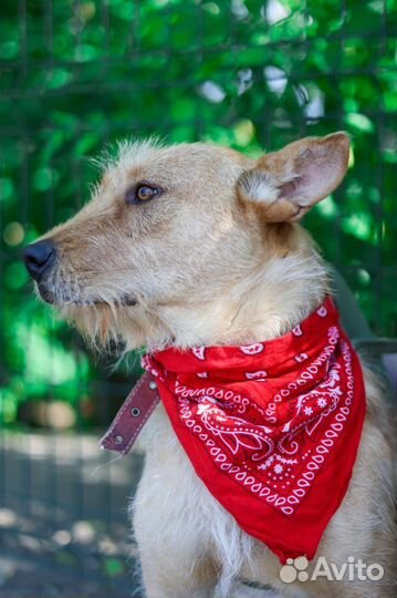 Бородатик спаси из приюта