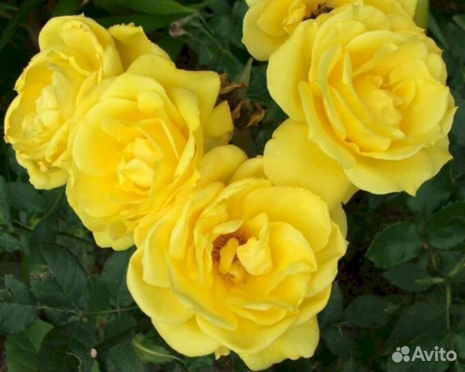 Саженцы роз Фрезия