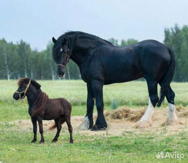 Продается пони ферма «Пинто Бриз»