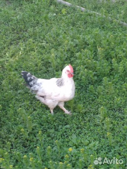 Молодые петушки