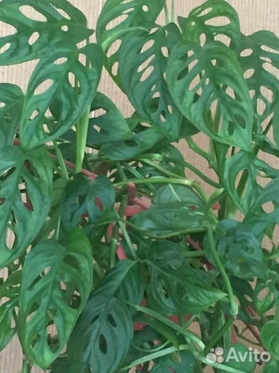 Комнатные цветы. Монстера Манки.Эпипремнум