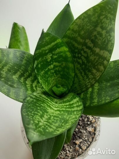 Сансевиерия ханни