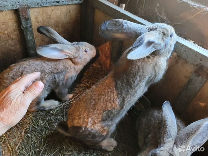 Кролики фландр