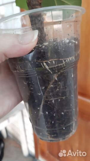 Фикус лирата