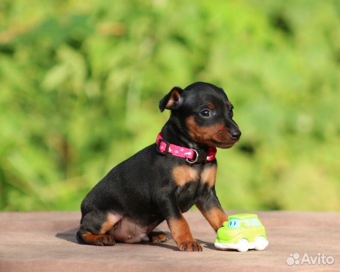 Щенки цвергпинчера