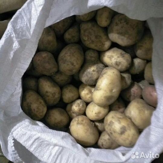 Продам картофель