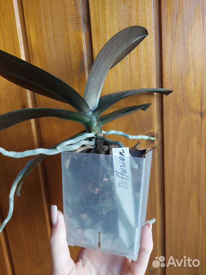 Орхидея парфюмерная фабрика Diffusion