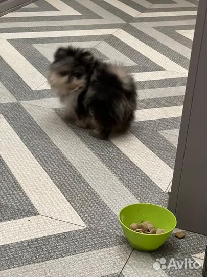 Шпиц супер мини