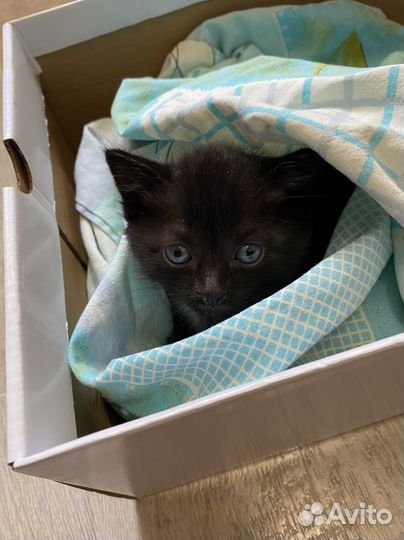 Котята в добрые руки бесплатно