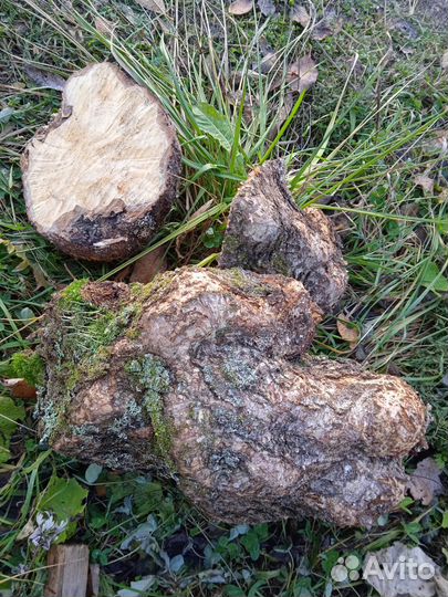 Сувель, кап березовый