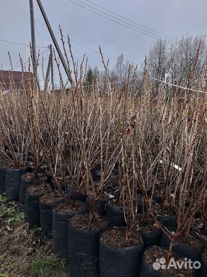 Саженцы плодовых деревьев