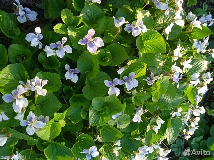 Гортензия, юкка, самшит и др