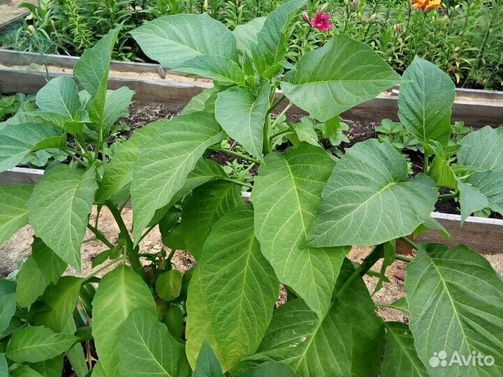 Бругмансия персиковая