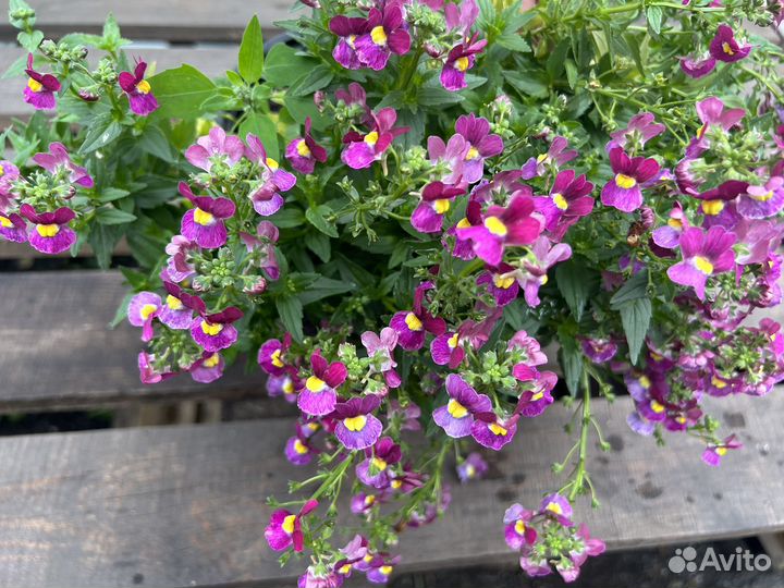 Цветущие вегетативные на осень