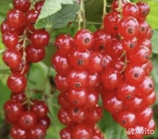 Голандская Красная смородина