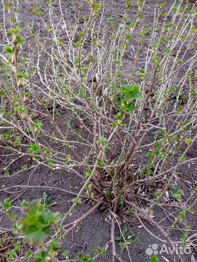 Отводки черной смородины