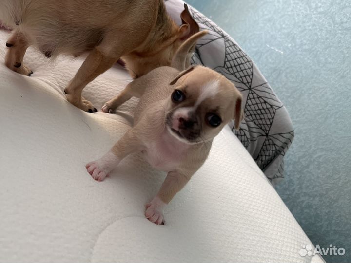 Щенки чихуахуа