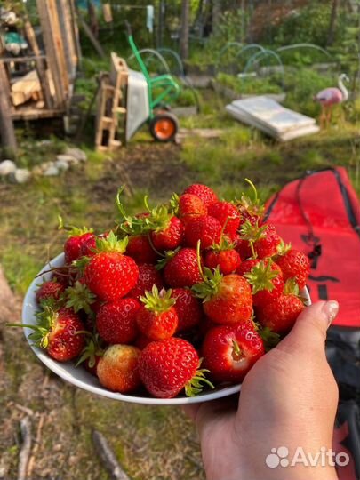 Клубника саженец