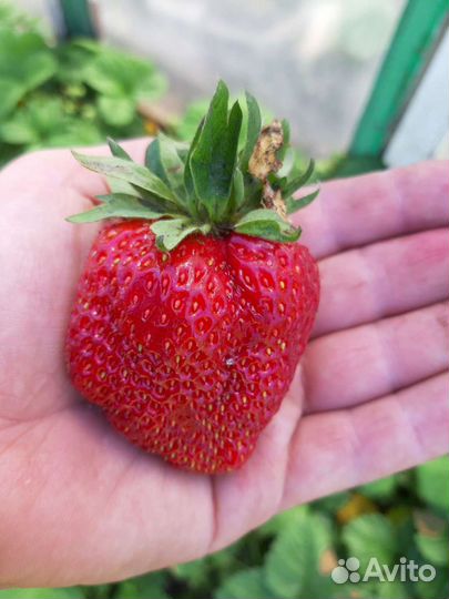 Рассаду клубники продам