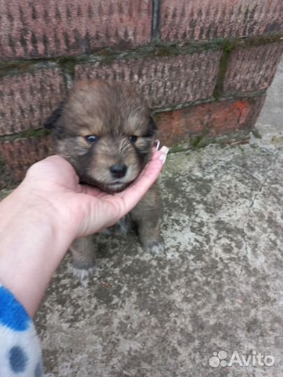 Собака в добрые руки отдам бесплатно