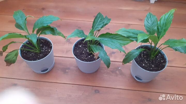 Спатифиллум (женское счастье)