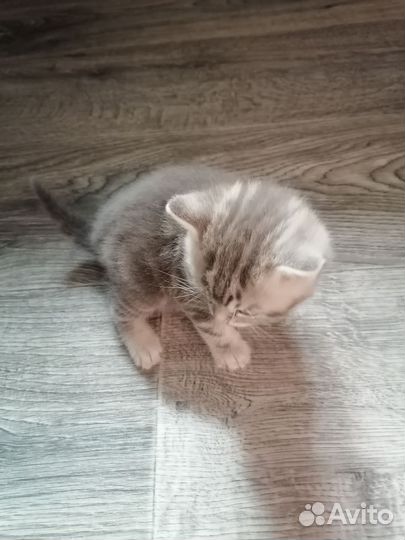 Британский котенок
