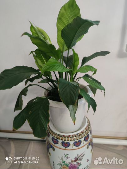 Спатифиллум