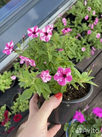 Петуния ампельная рассада